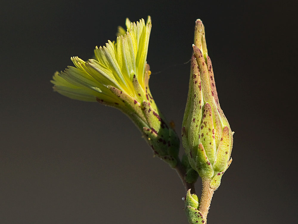 Flor de la Lechuguilla (Lactuca serriola)
