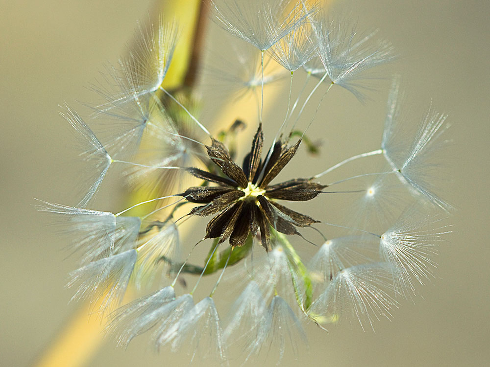 Vilanos y semillas de la Lechuguilla (Lactuca serriola)