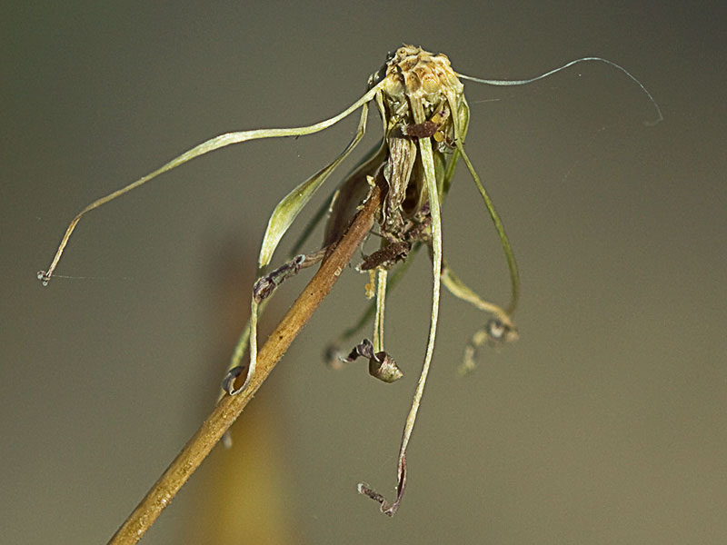 Receptáculo con los alveolos de inserción de los aquenios en la Flor de la Lechuguilla (Lactuca serriola)