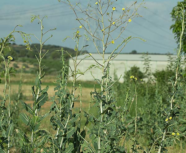 Matas de Lechuguilla (Lactuca serriola)