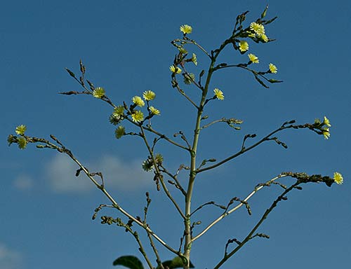 Lechuguilla (Lactuca serriola)
