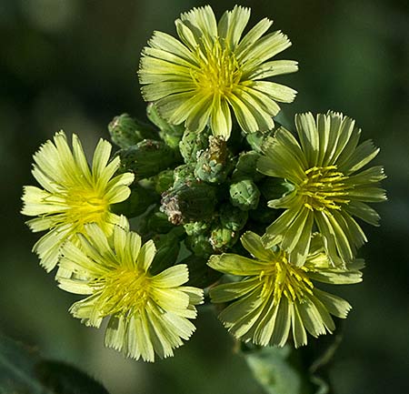 Capítulos de la Lechuguilla (Lactuca serriola)