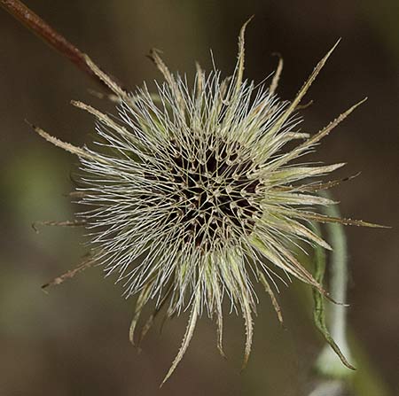 Vilano de la Chicoria loca (Tolpis umbellata)