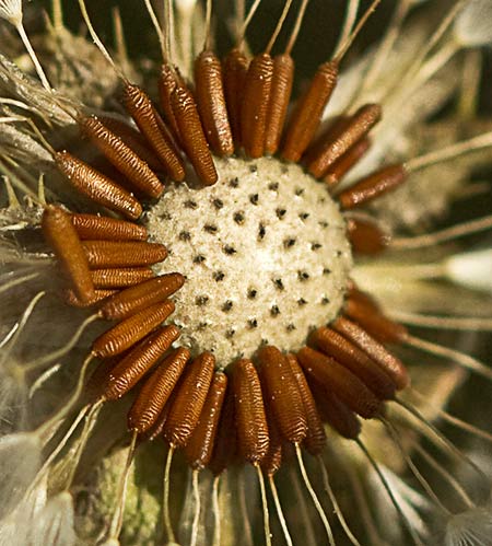 Fruto de la lengua de gato (Helminthotheca echioides, Picris echioides)