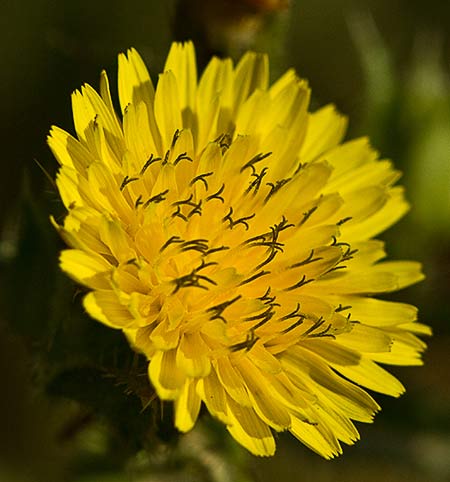 Flor de la Lengua de gato (Helminthotheca echioides, Picris echioides)