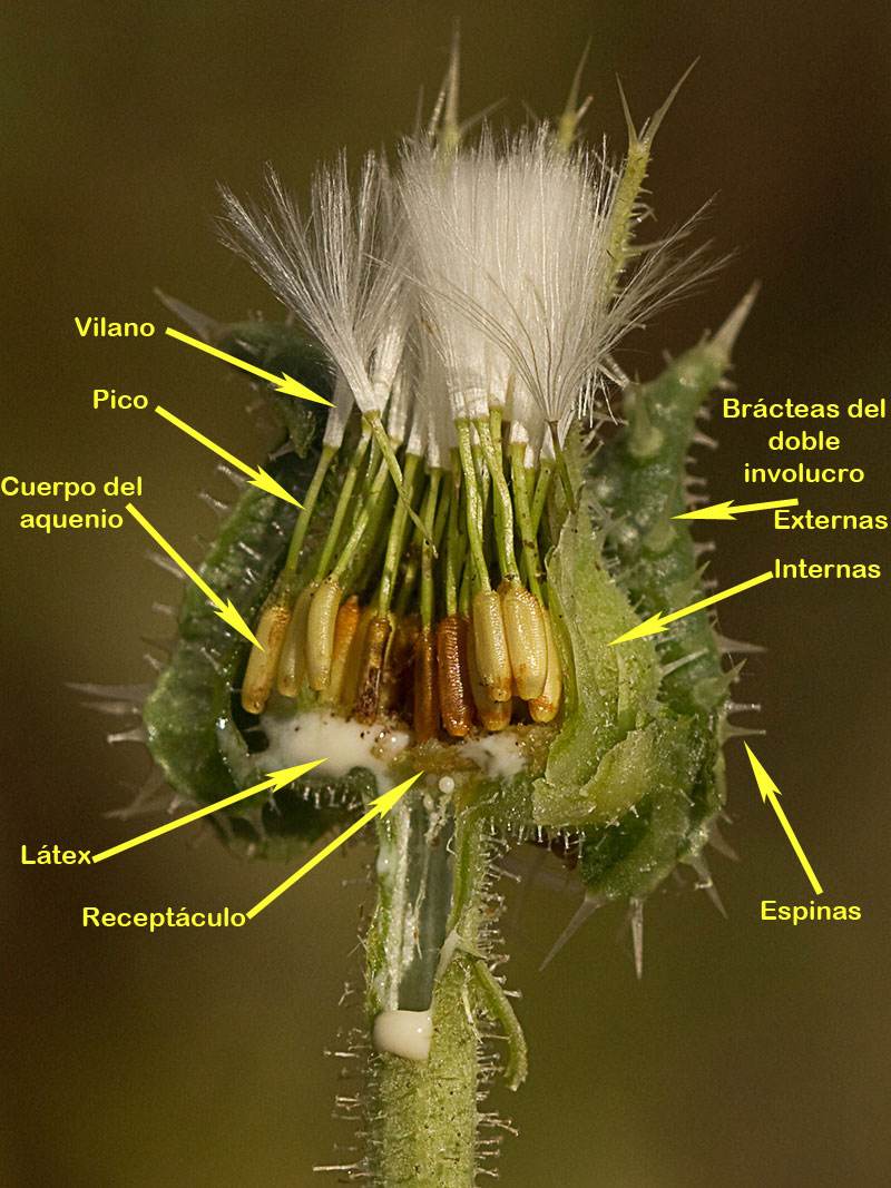 Aquenios y vilano de la Lengua de gato (Helminthotheca echioides, Picris echioides)