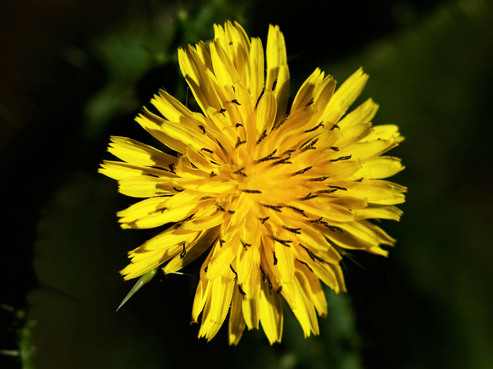 Flor de la Lengua de gato (Helminthotheca echioides, Picris echioides)