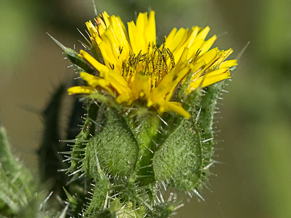 Flor de la Lengua de gato (Helminthotheca echioides, Picris echioides)