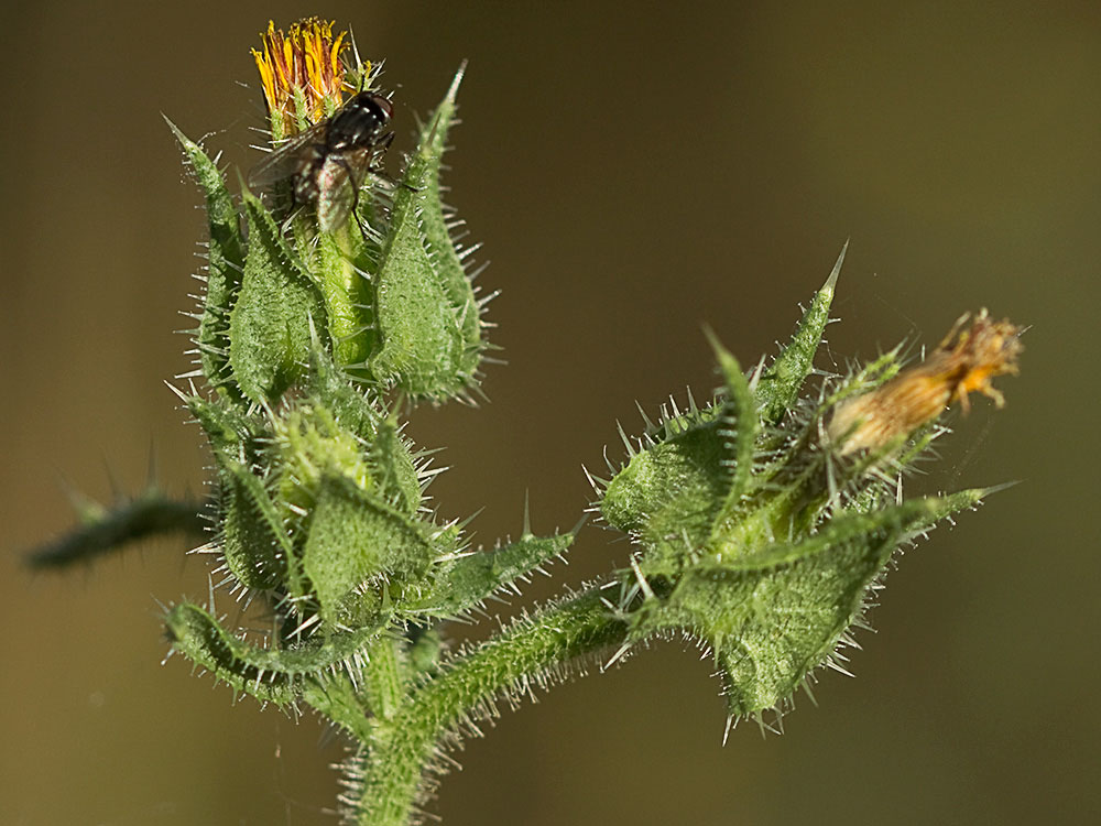 Capullos ya secos de la Lengua de gato (Helminthotheca echioides, Picris echioides) 