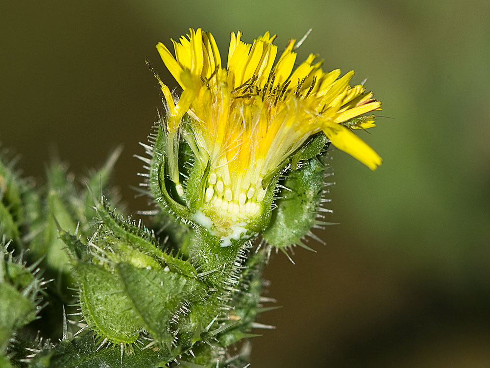 Vilano y aquenios inmaduros de la Lengua de gato (Helminthotheca echioides, Picris echioides) 