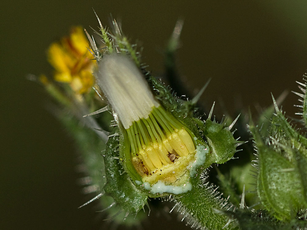 Vilano y aquenios inmaduros de la Lengua de gato (Helminthotheca echioides, Picris echioides)