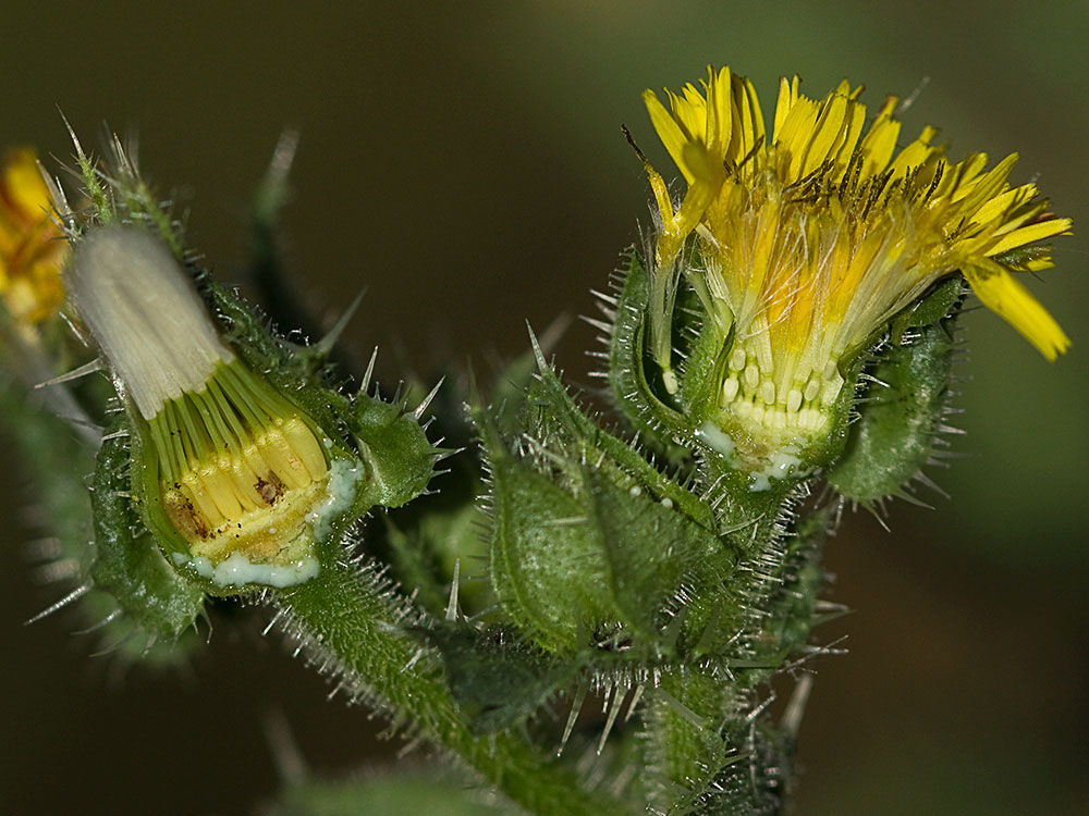 Vilano y aquenios inmaduros de la Lengua de gato (Helminthotheca echioides, Picris echioides)