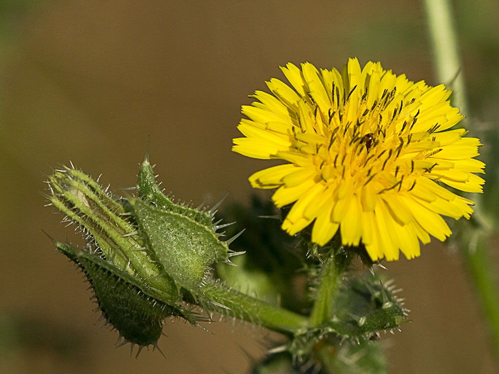 Flor de la Lengua de gato (Helminthotheca echioides, Picris echioides)
