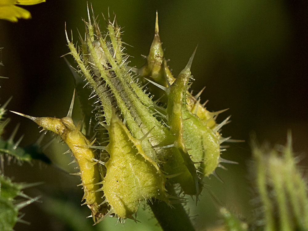 Involucro de la Lengua de gato (Helminthotheca echioides, Picris echioides) 
