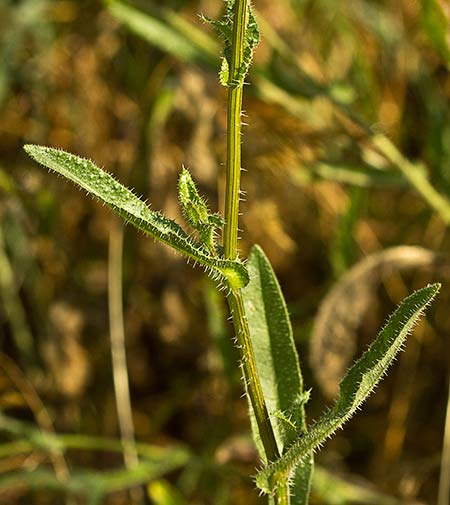 Tallo y hoja de la Lengua de gato (Helminthotheca echioides, Picris echioides)