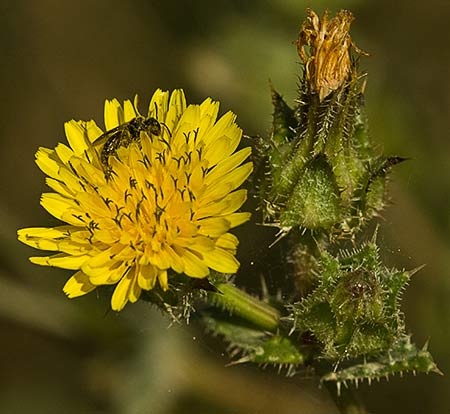 Inflorescencia de la Lengua de gato (Helminthotheca echioides, Picris echioides)