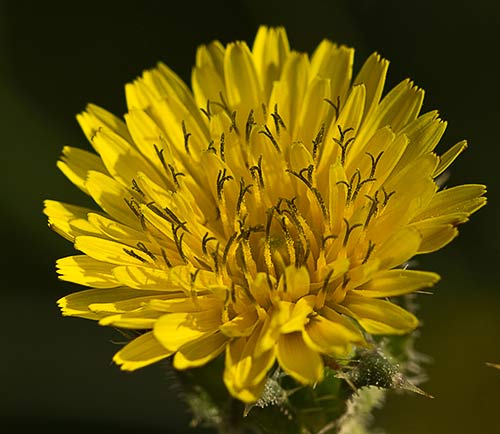 Flor de la Lengua de gato (Helminthotheca echioides, Picris echioides)