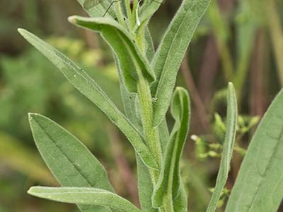 Cynoglossum creticum