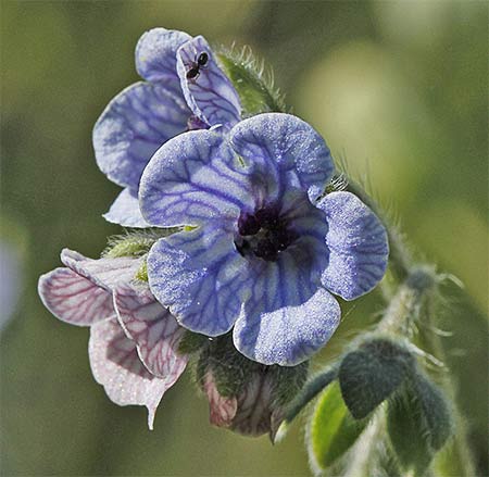 Flores de la lengua de perro (Cynoglossum creticum)