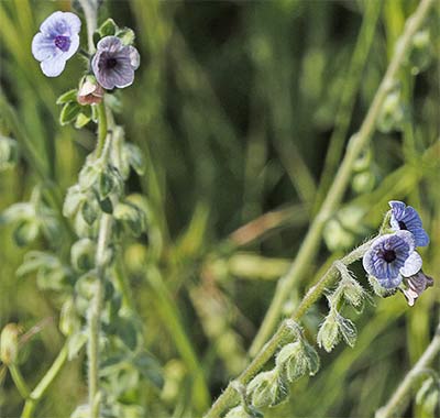 Lengua de perro (Cynoglossum creticum)