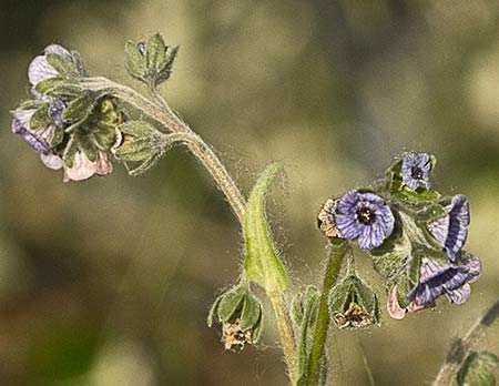 Mata de Lengua de perro (Cynoglossum creticum)