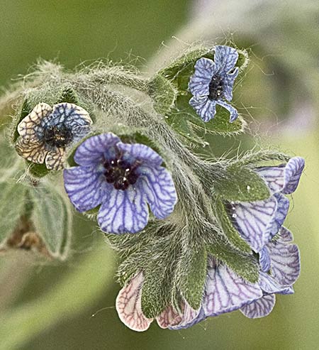 Infloresecencia de la Lengua de Perro (Cynoglossum creticum)