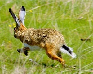 Liebre corriendo