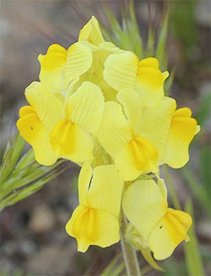 Linaria