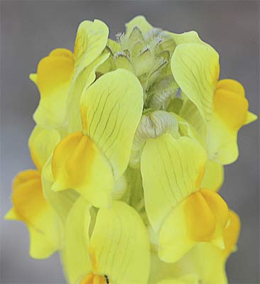 Linaria