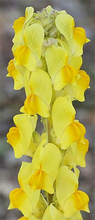 Linaria
