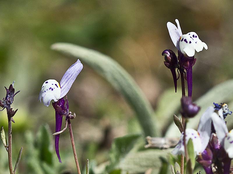 Linaria amatista (Linaria amethystea)
