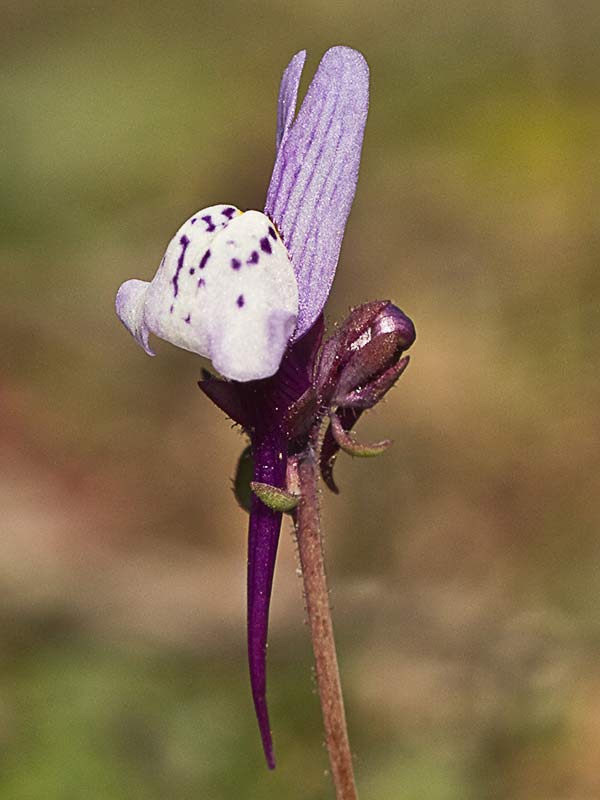 Linaria amatista (Linaria amethystea)