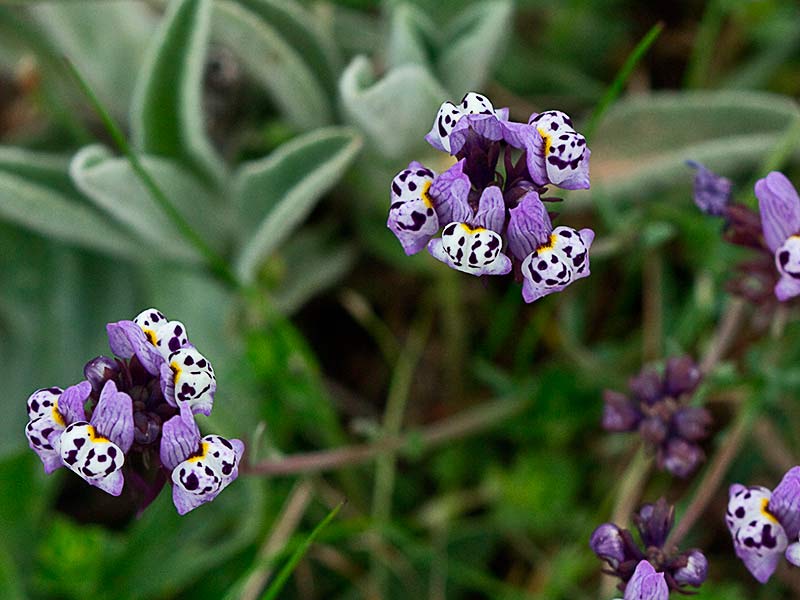 Linaria amatista (Linaria amethystea)