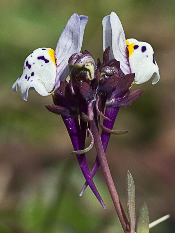 Linaria amatista (Linaria amethystea)