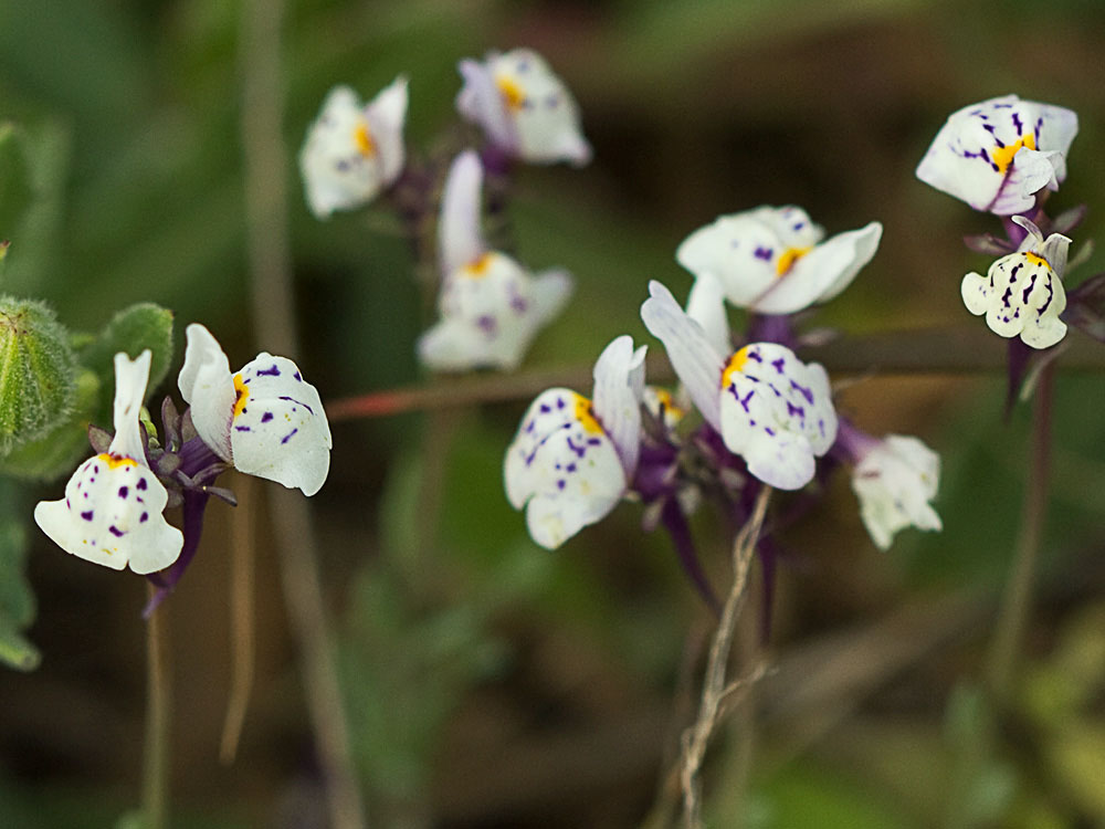 Linaria amatista (Linaria amethystea)