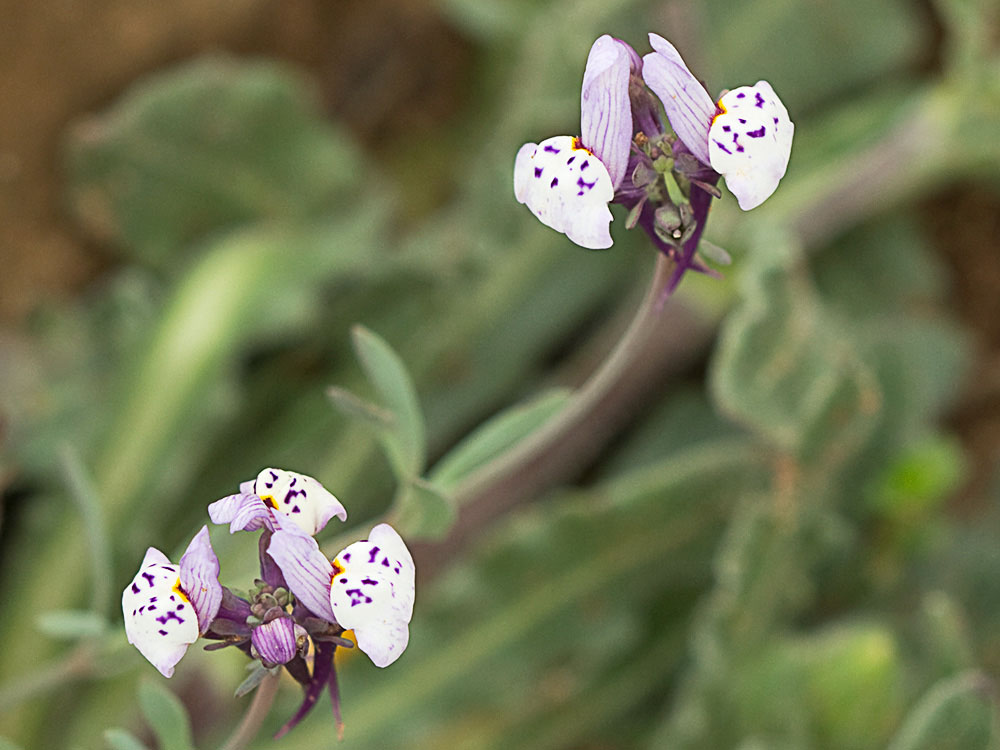 Linaria amatista (Linaria amethystea)