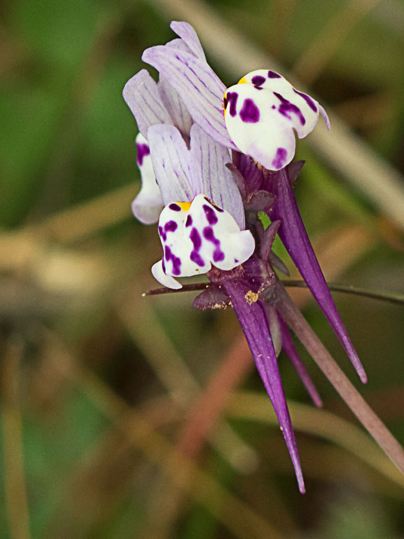 Linaria amatista (Linaria amethystea)