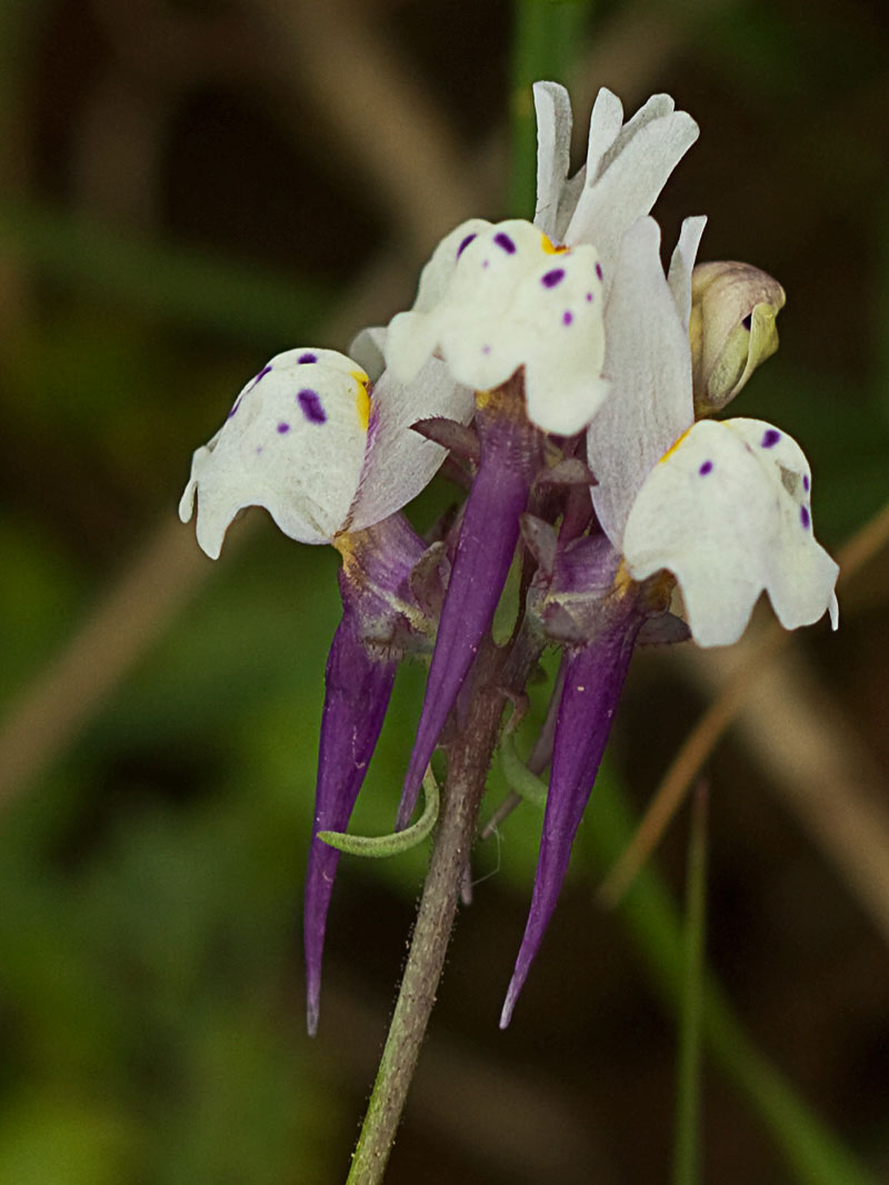 Linaria amatista (Linaria amethystea)