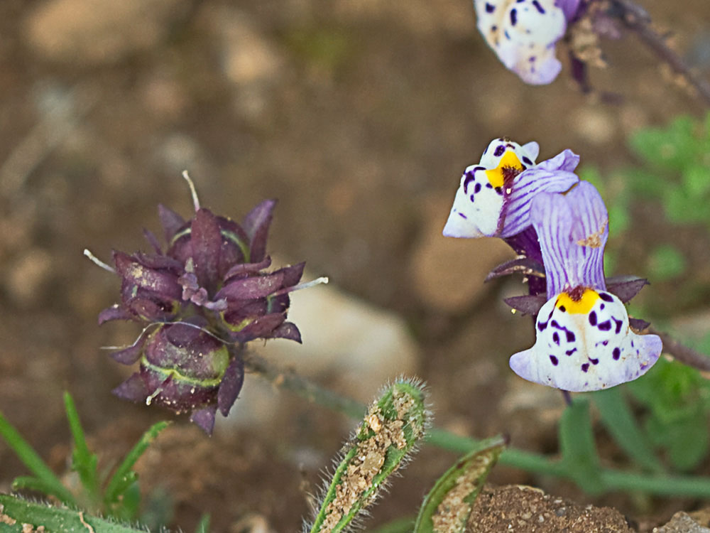 Linaria amatista (Linaria amethystea)