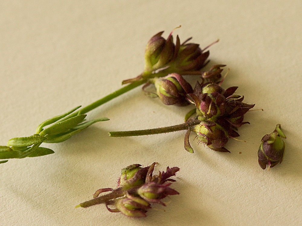 Fruto y semilla de la Linaria amatista (Linaria amethystea)