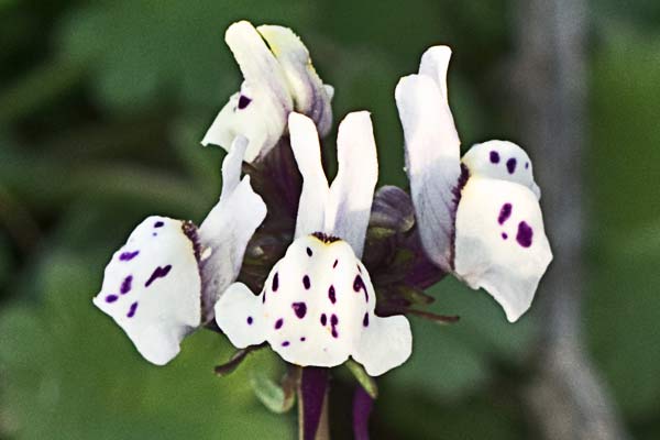 Linaria amatista (Linaria amethystea)