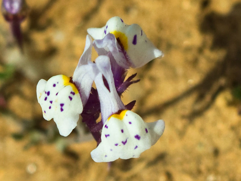 Linaria amatista (Linaria amethystea)