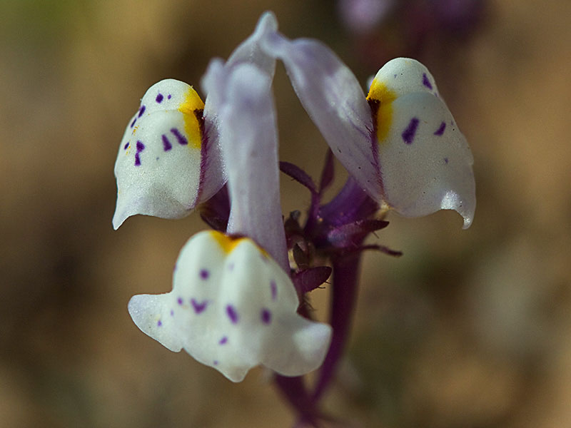 Linaria amatista (Linaria amethystea)