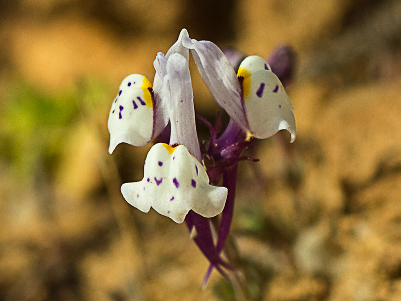 Linaria amatista (Linaria amethystea)