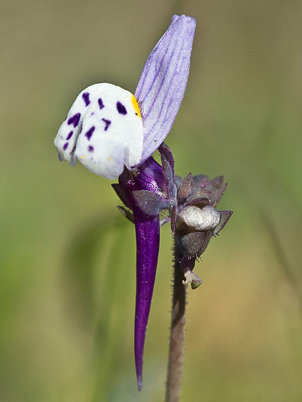 Linaria amatista (Linaria amethystea)