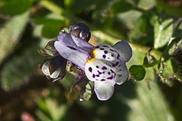Violeta enana (Viola kitaibeliana)