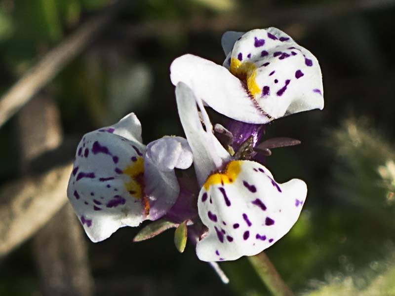 Linaria amatista (Linaria amethystea)