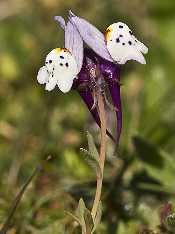 Linaria amatista (Linaria amethystea)