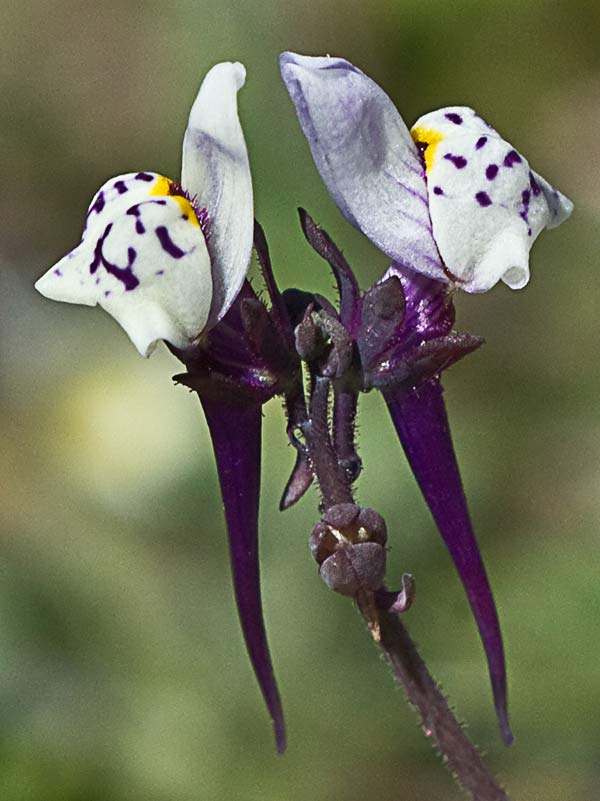 Violeta enana (Viola kitaibeliana)
