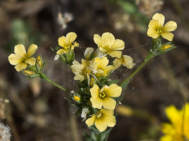 Linillo (Linum strictum)
